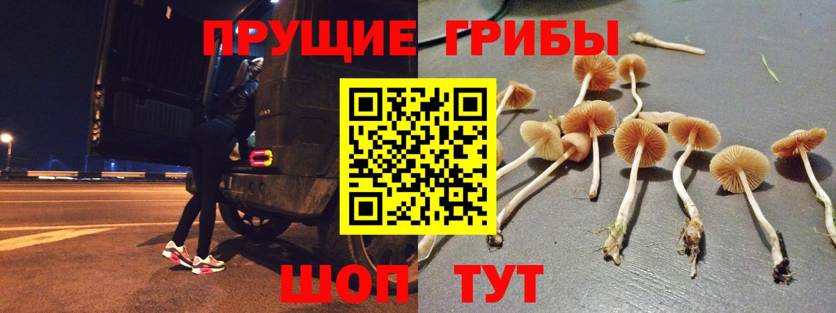 Псилоцибиновые грибы Cubensis  Вход с VPN  Выборг  Псилоцибиновые грибы Magic Shrooms 